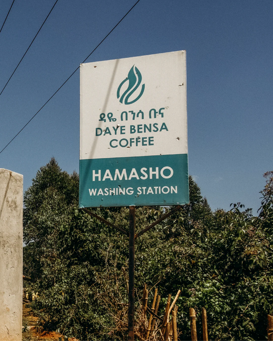 Hamasho Lot 12