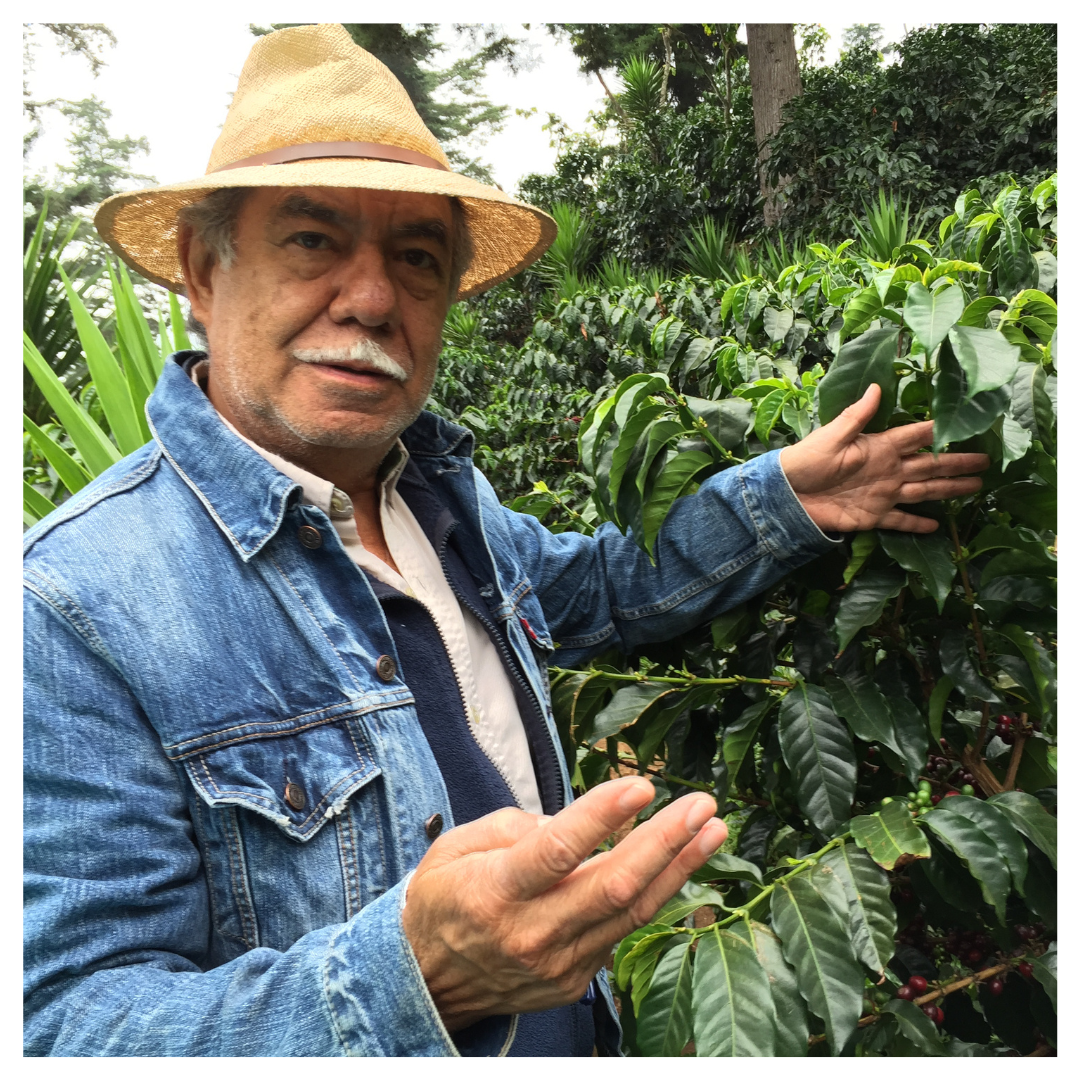 El Injerto Lot 107