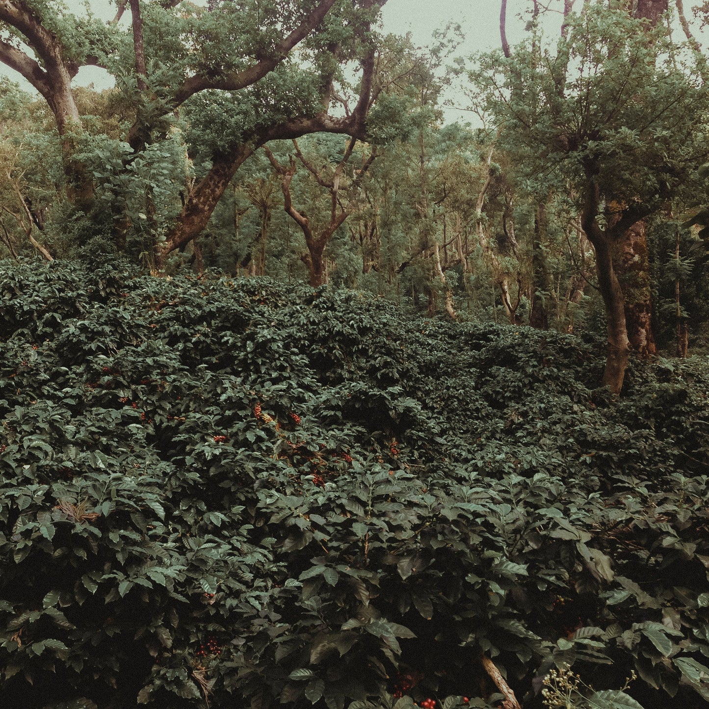 Ratnagiri Thermal Shock Washed