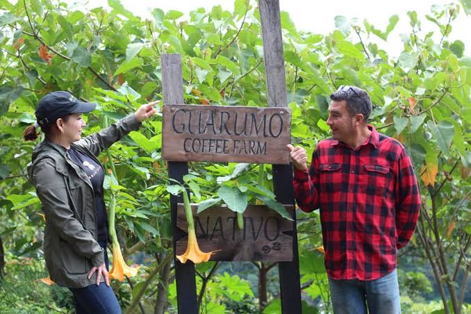 Guarumo Lot 2
