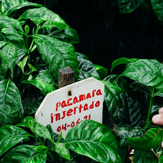 Finca Cuxinales Pacamara