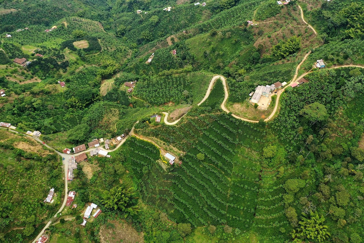 Finca Cuxinales Pacamara