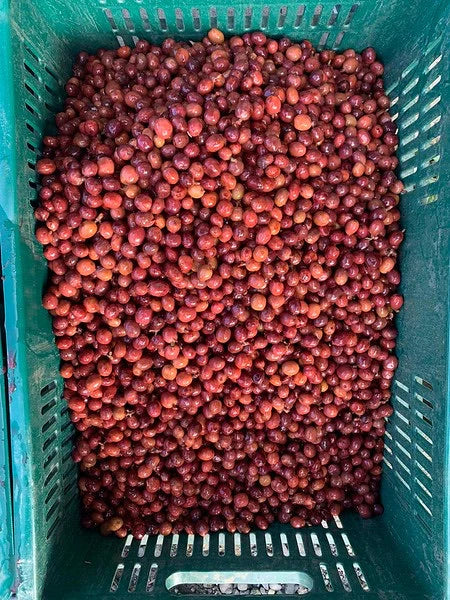 Finca Cuxinales Pacamara