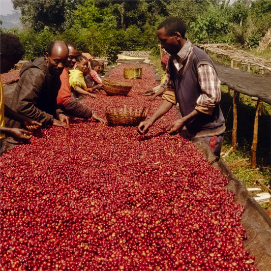 Yirgacheffe Idido