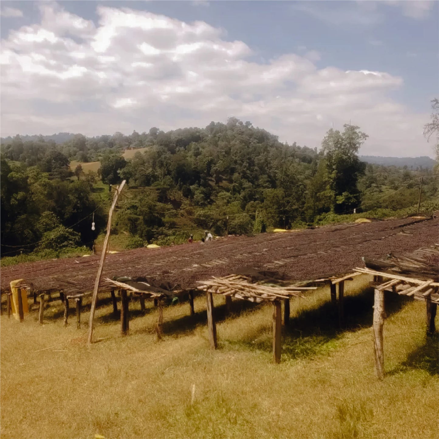 Yirgacheffe Idido