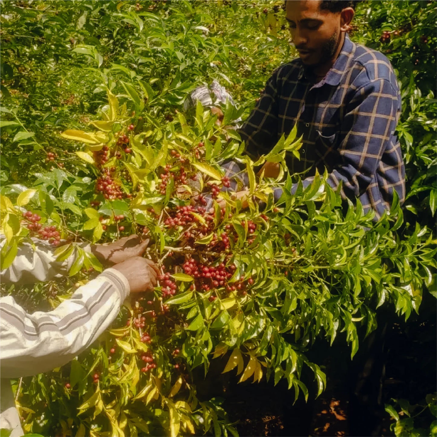 Guji Shakiso Mormora