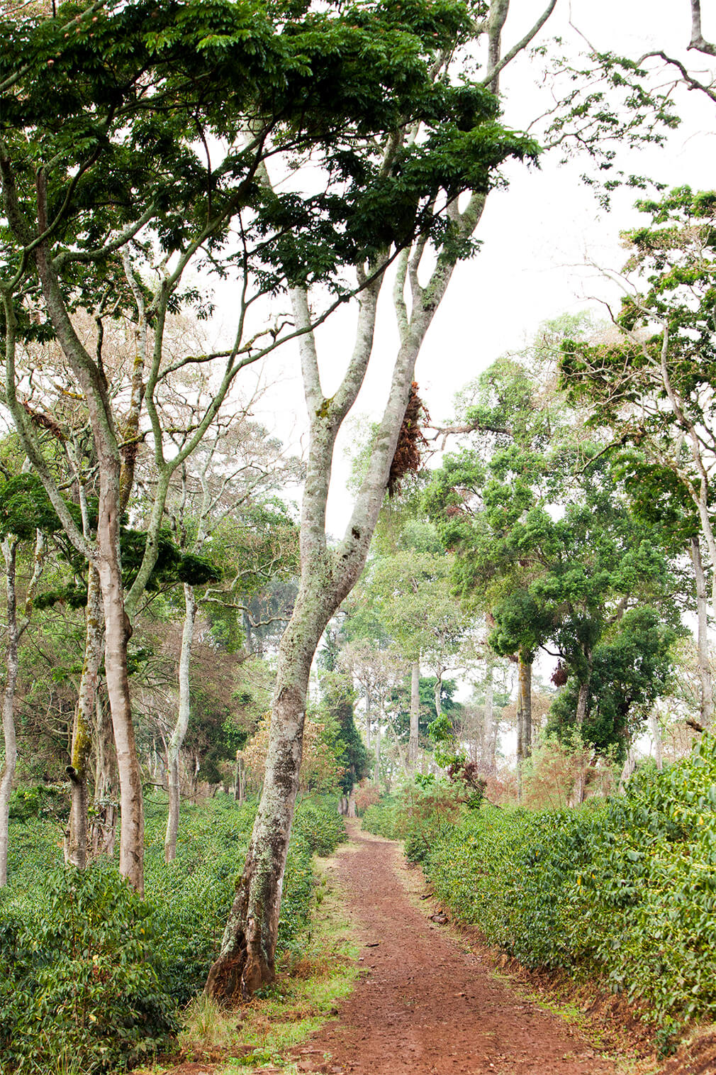 Gesha Village 092